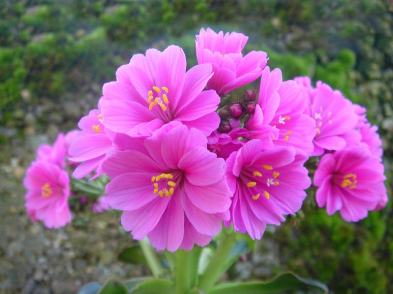 Lewisia cotyledon photo
